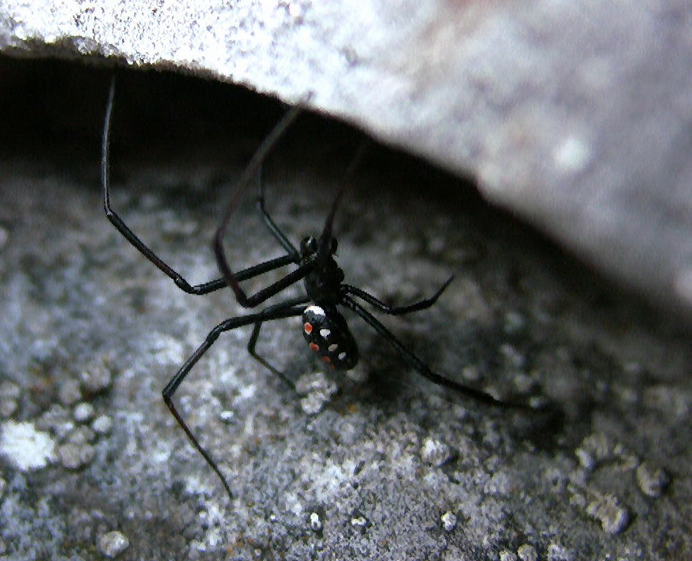 Latrodectus tredecimguttatus maschio - Gargano
